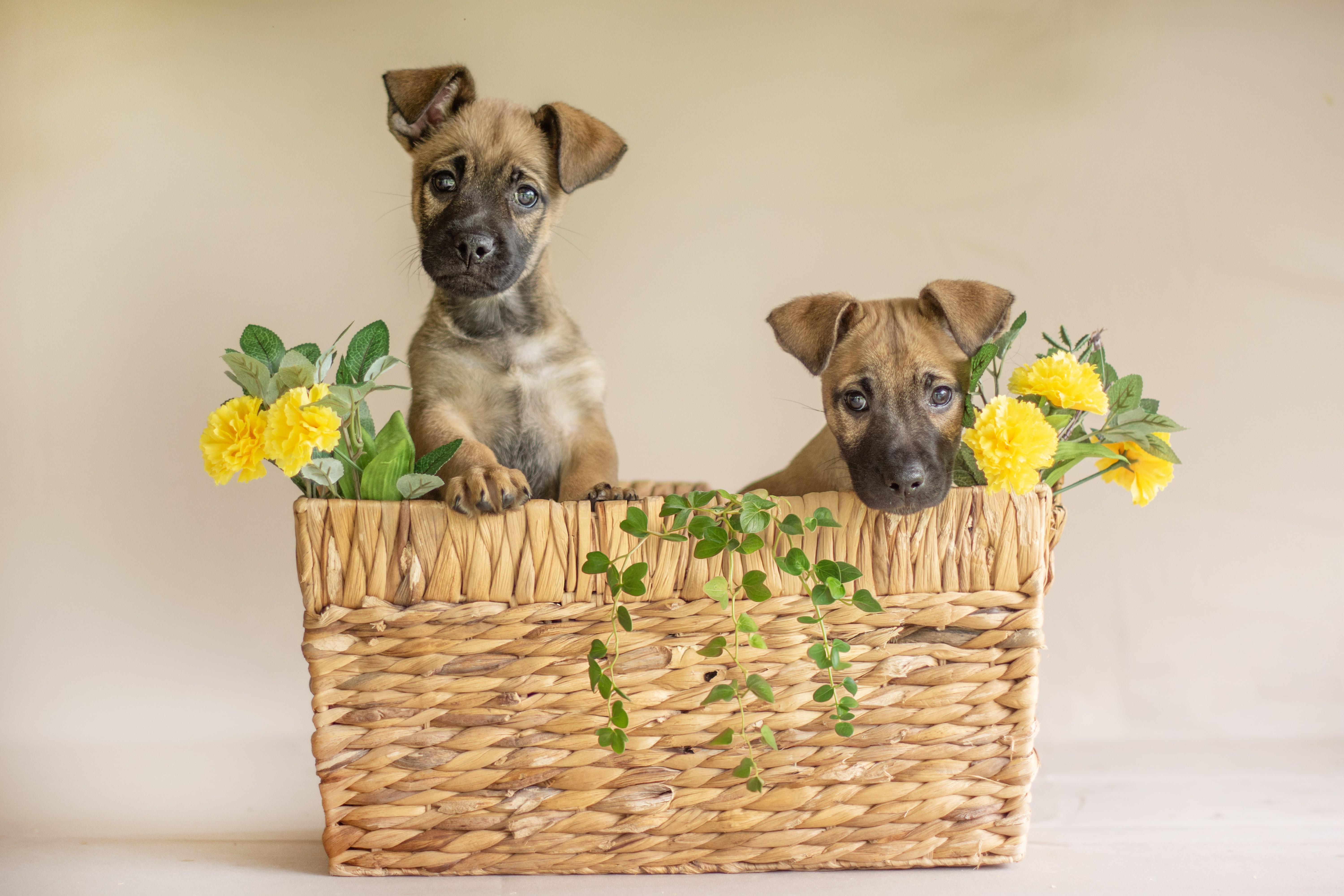A baby medium-sized female Brown / Chocolate Dachshund dog named Surf And Luau for adoption in Indianapolis, IN