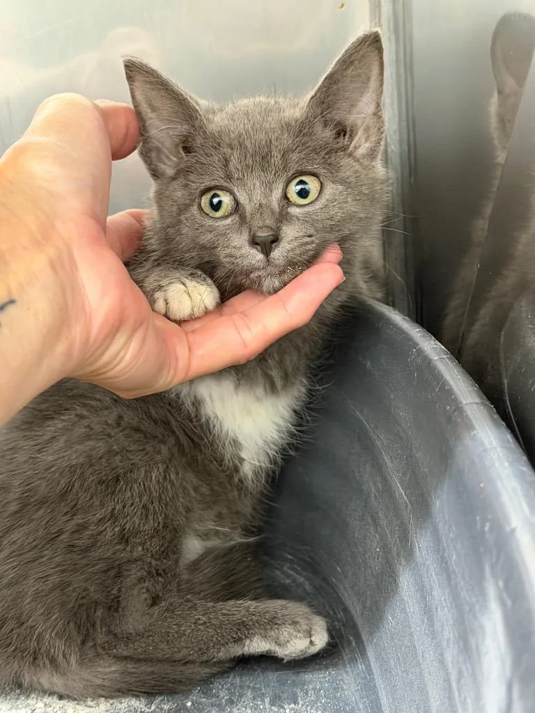 A baby small-sized female Domestic Short Hair cat named Marnie for adoption in Glenfield, NY