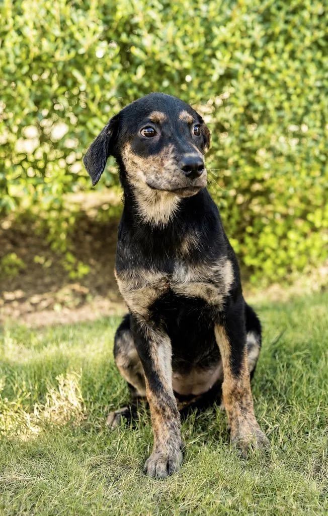 A baby extra large-sized female Hound dog named Josie for adoption in North Syracuse, NY