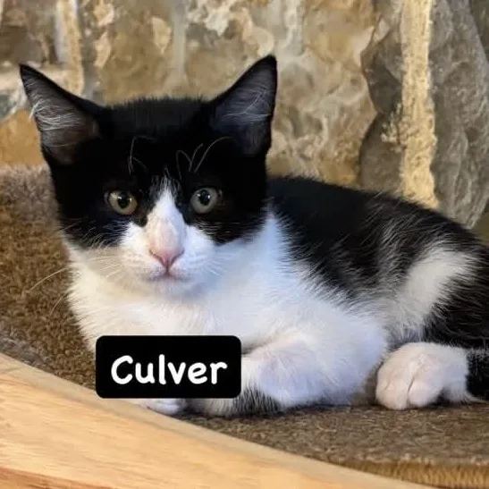 Culver