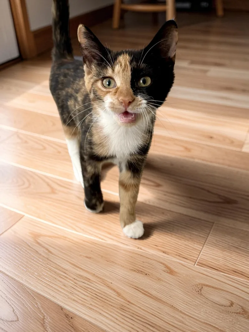 A baby small-sized female Calico cat named Callie for adoption in Lawrenceville, GA