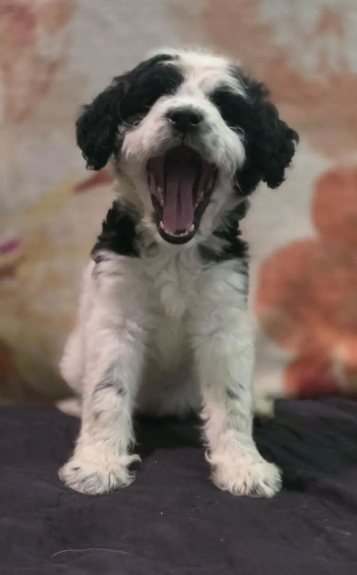 A young medium-sized female Standard Poodle dog named Moon for adoption in Coralville, IA