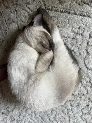 A baby small-sized female Siamese cat named Zelda for adoption in Fort Worth, TX