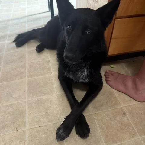 A young medium-sized female German Shepherd Dog dog named Willow Courtesy Listing for adoption in Newport, WA