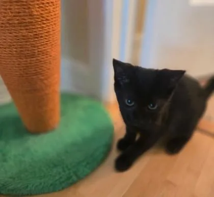A baby small-sized female Domestic Short Hair cat named Lagreta for adoption in Houston, TX