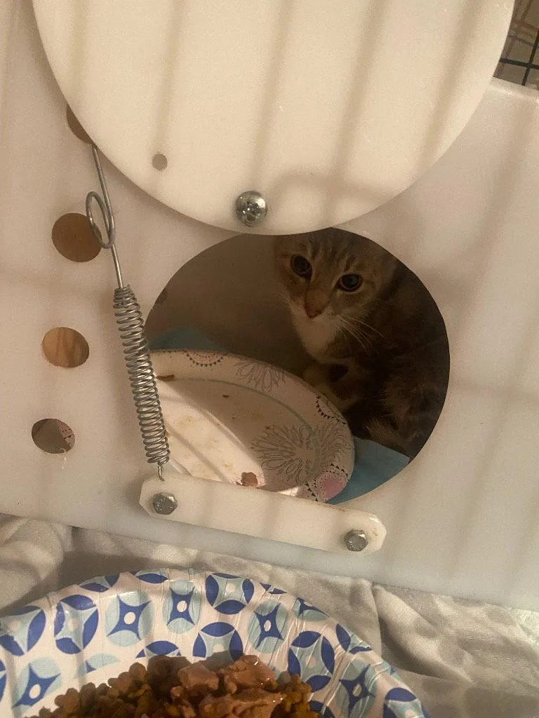 A young medium-sized female Domestic Short Hair cat named Jackson for adoption in Cromwell, KY