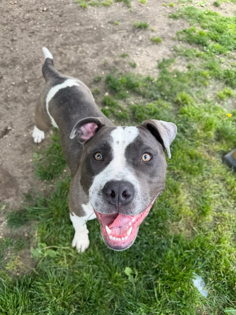 A young large-sized female Gray / Blue / Silver Pit Bull Terrier dog named Jubilee Tag for adoption in Central Islip, NY