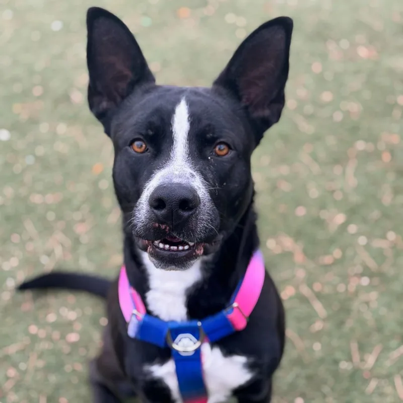 Assistant Director Kahuku