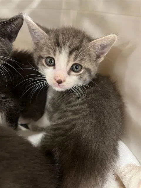 A baby small-sized female Domestic Short Hair cat named Feta for adoption in Palmetto, FL
