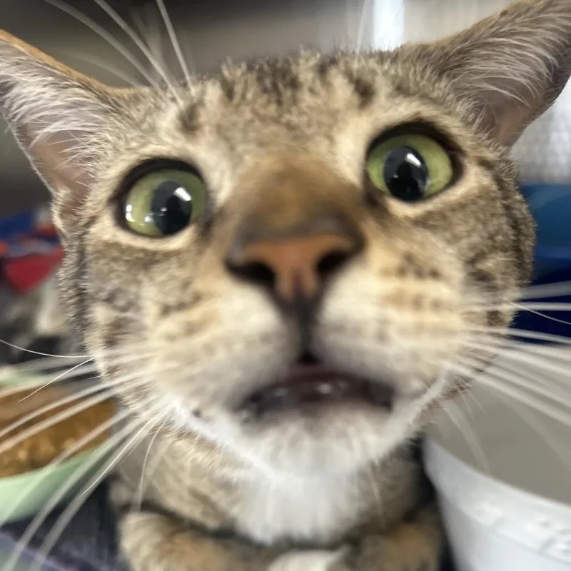 A young medium-sized male Brown / Chocolate Domestic Short Hair cat named Sammy for adoption in Sarasota, FL