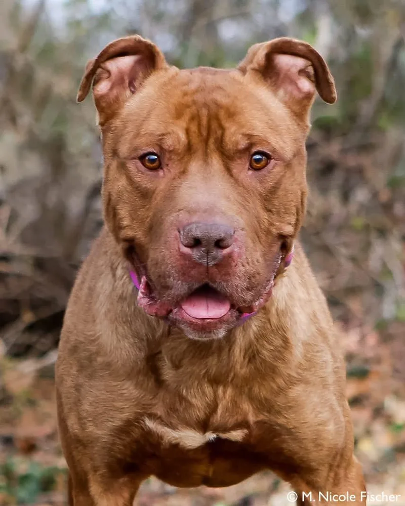 An adult large-sized male Brown / Chocolate Pit Bull Terrier dog named Tommy for adoption in Elizabethtown, PA