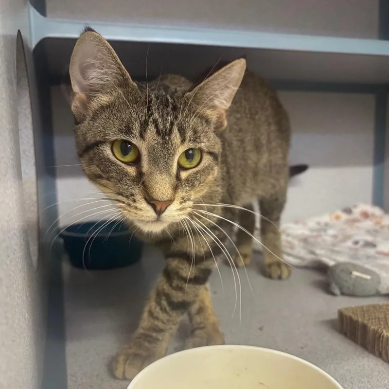 A young medium-sized male Black Domestic Short Hair cat named Carlos for adoption in Marshalltown, IA