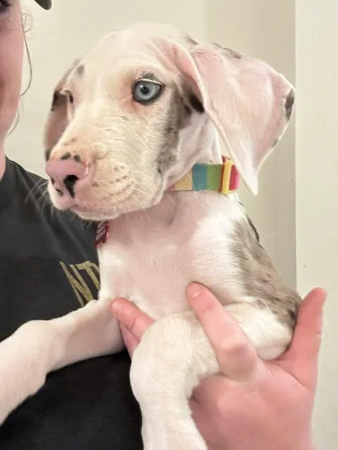 A baby extra large-sized female Great Dane dog named Crema for adoption in Mesa, AZ