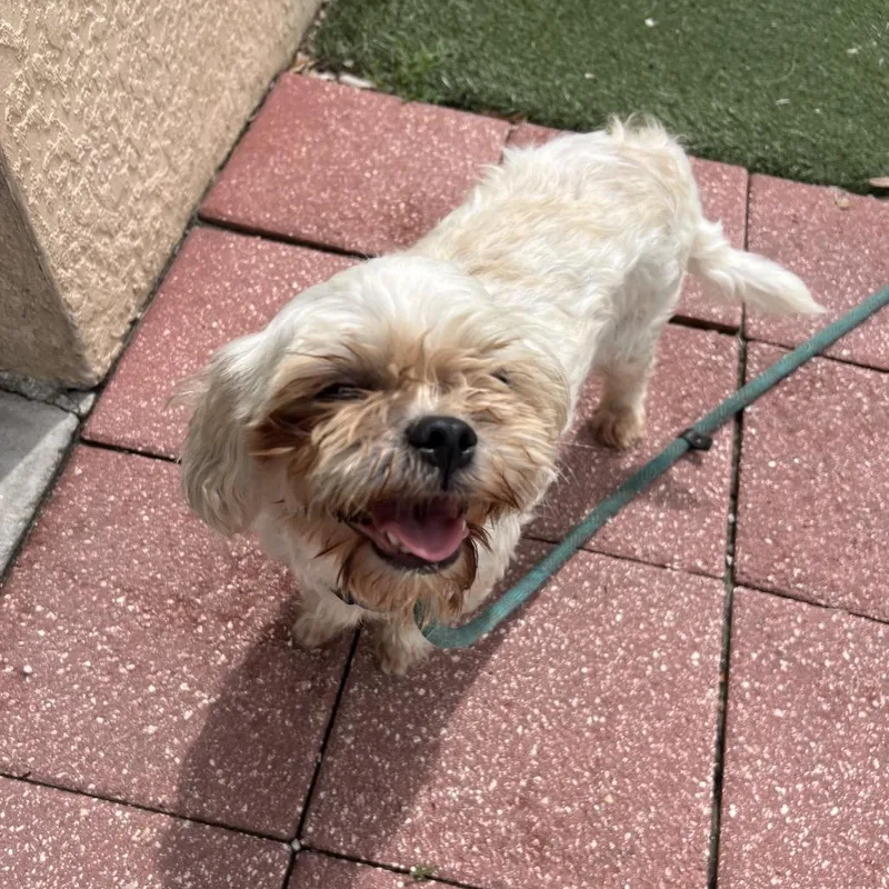 An adult small-sized female Mixed Breed dog named Lily for adoption in Naples, FL
