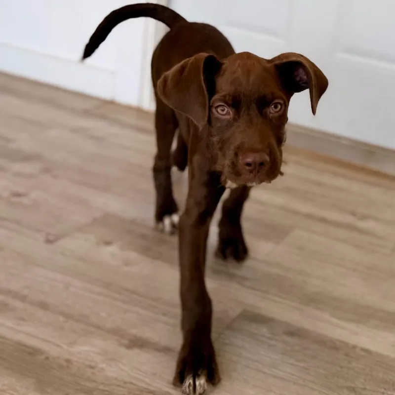 A baby small-sized male Brown / Chocolate Terrier dog named Colten for adoption in Green Bay, WI