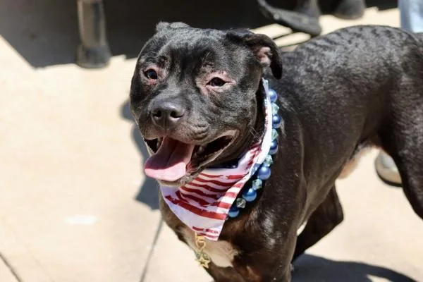 A young large-sized male Mixed Breed dog named Marshall for adoption in Staten Island, NY