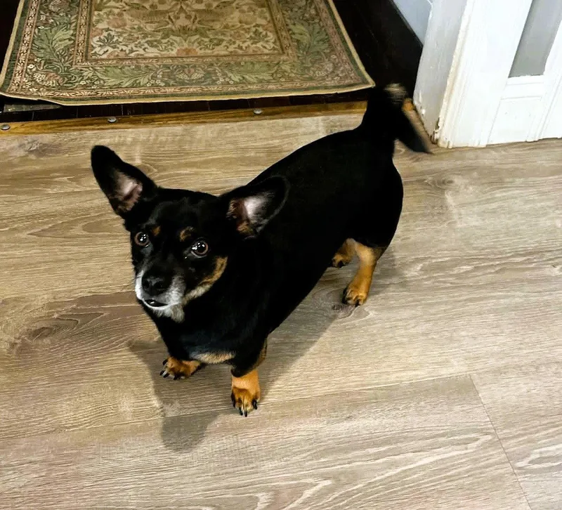 An adult small-sized male Chihuahua dog named Roscoe for adoption in Buffalo, NY