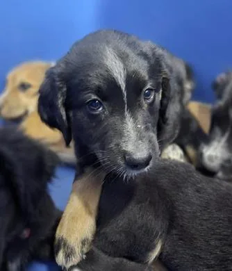 A baby medium-sized female Australian Shepherd dog named Peaches for adoption in Morton Grove, IL