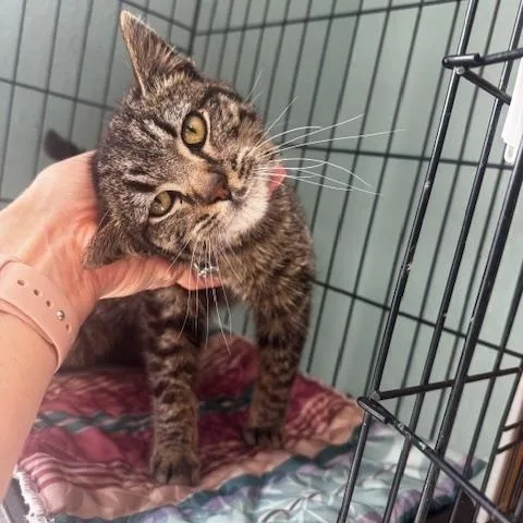 A young small-sized male Tabby (Brown / Chocolate) Domestic Short Hair cat named Jethro for adoption in Hutchinson, MN