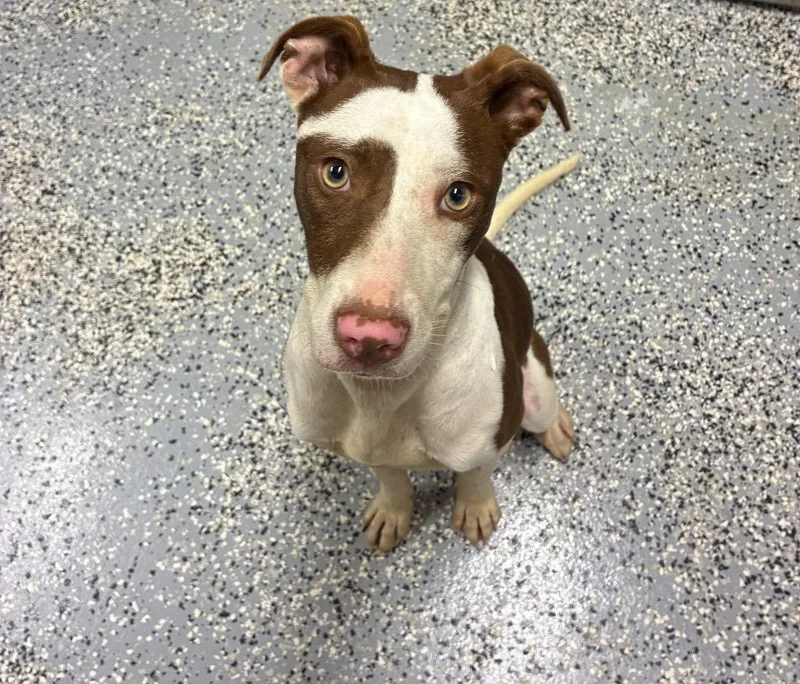 A baby medium-sized female Greyhound dog named Amy for adoption in Seven Points, TX
