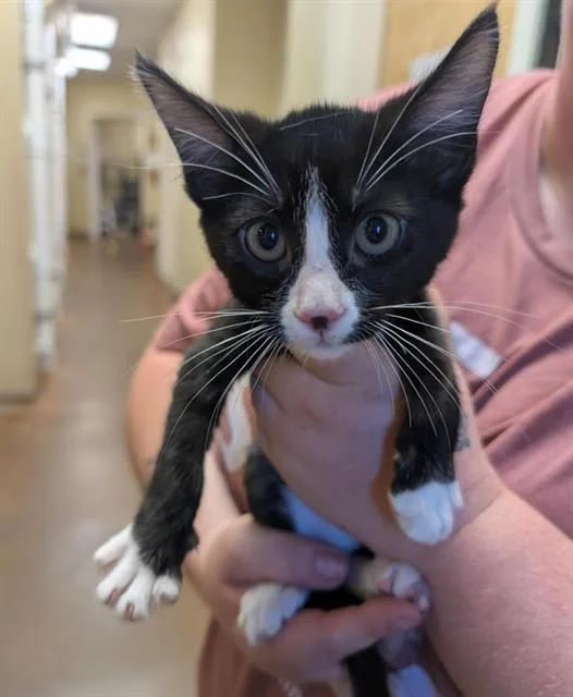 A baby small-sized male Domestic Short Hair cat named Jacob for adoption in Sacramento, CA