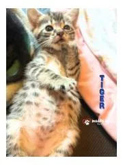 A young small-sized male Domestic Short Hair cat named Bedtime Stories: Tiger for adoption in Council Bluffs, IA