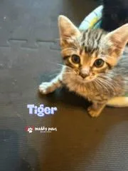 Bedtime Stories:  Tiger thumbnail 2