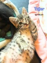 Bedtime Stories:  Tiger thumbnail 3