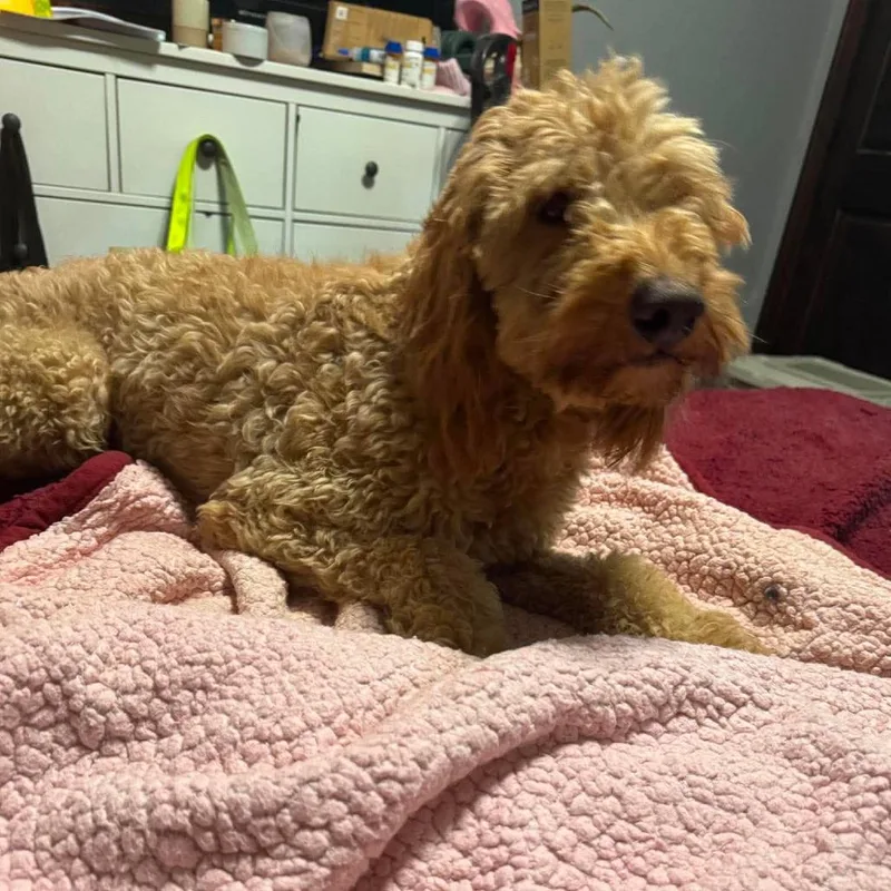 An adult small-sized male Golden Miniature Poodle dog named Rafael for adoption in Rogersville, MO