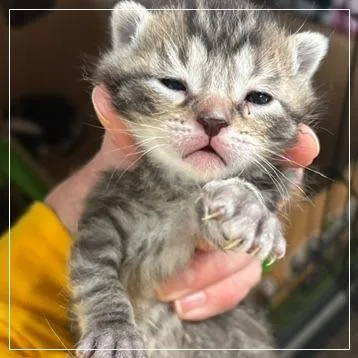 A baby small-sized male Domestic Short Hair cat named Mario for adoption in Archbold , OH