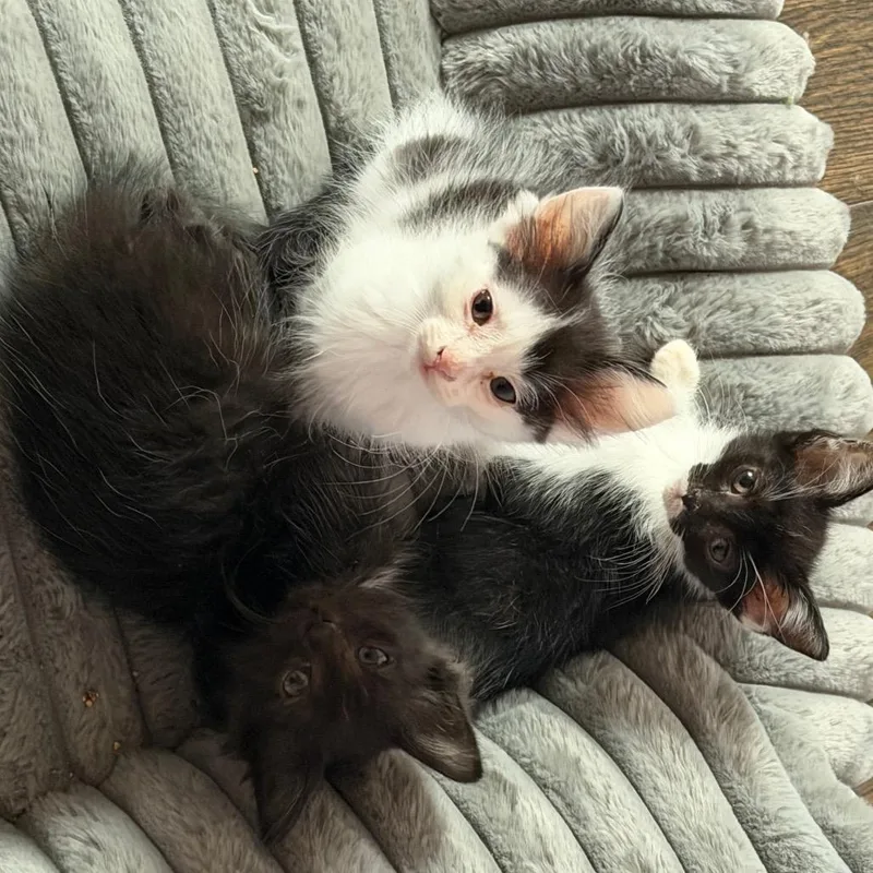 A baby small-sized male Black Domestic Long Hair cat named Hawkeye for adoption in Ferndale, MI