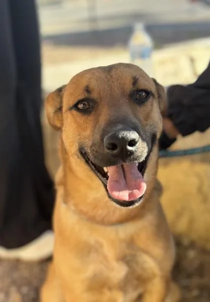A young large-sized male Yellow / Tan / Blond / Fawn Shepherd dog named Clovis for adoption in El Paso, TX