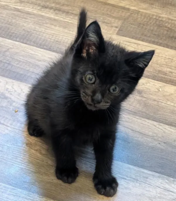 A baby small-sized male Domestic Short Hair cat named Diego for adoption in Vancouver, WA