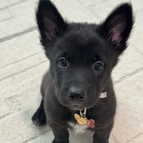 A baby medium-sized male Black German Shepherd Dog dog named Pepper for adoption in Libertyville, IL