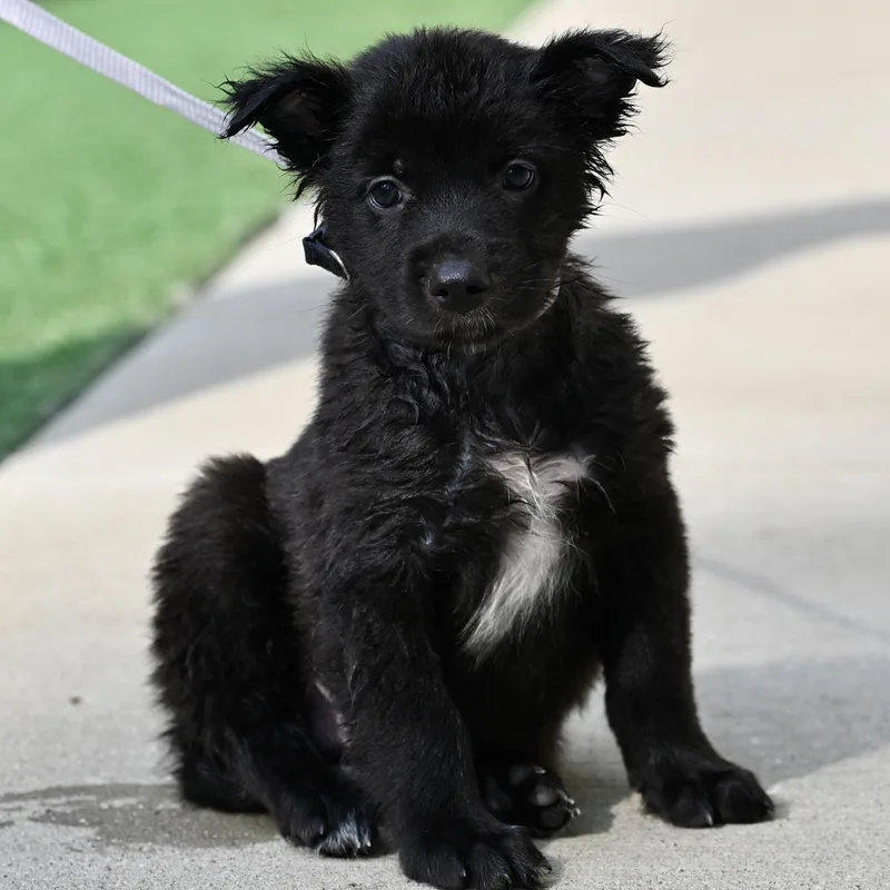 Pepper thumbnail 3