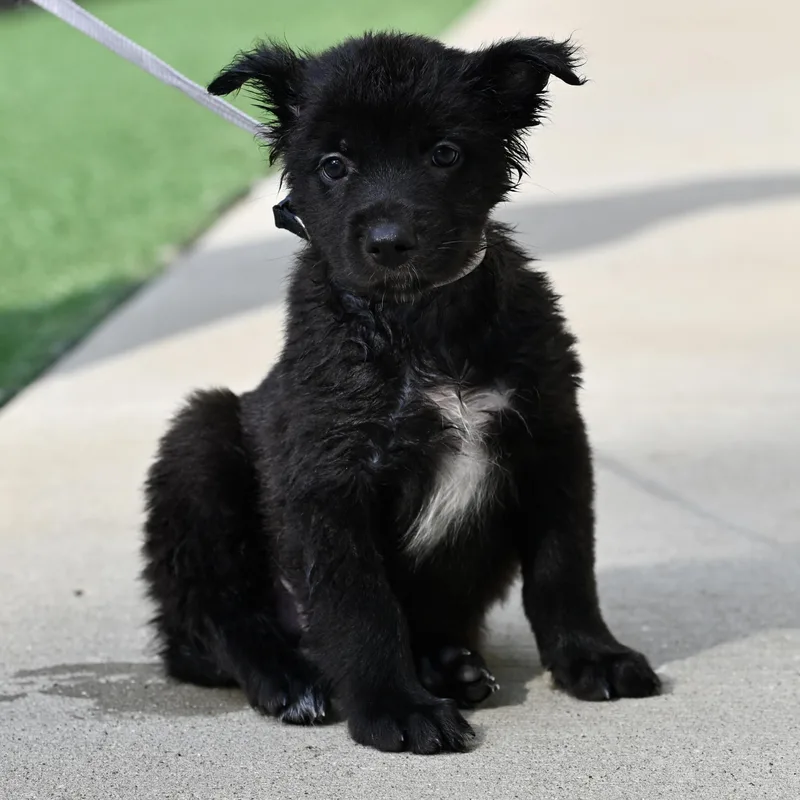 Pepper thumbnail 4