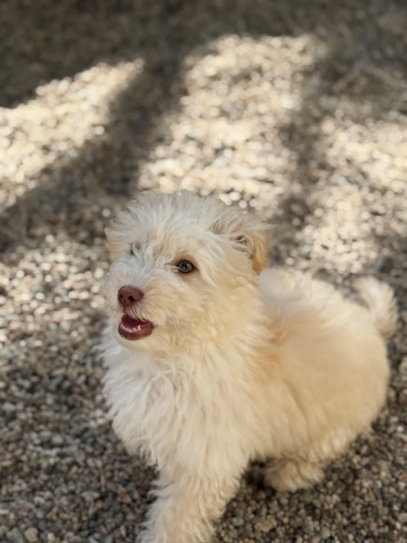 A young small-sized male Apricot / Beige Maltipoo dog named Willie for adoption in Laguna Beach, CA