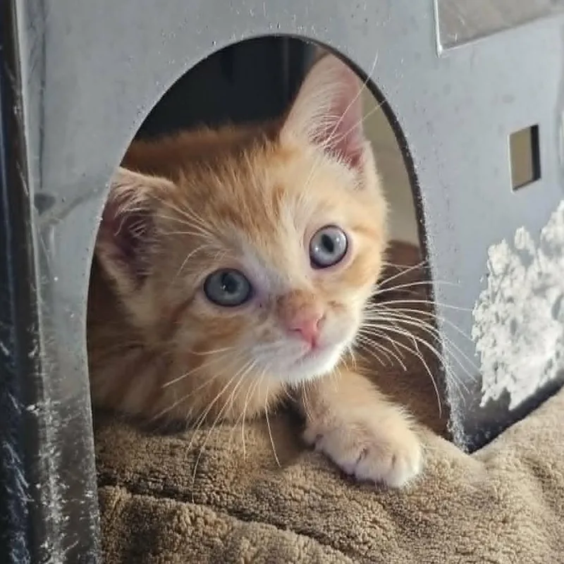 A baby small-sized male Orange / Red Domestic Medium Hair cat named Canelo for adoption in Las Cruces, NM