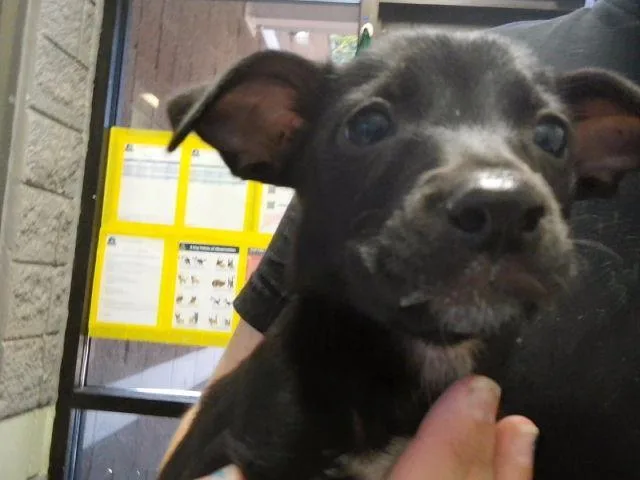 A baby small-sized female Labrador Retriever dog named Polly for adoption in Tulsa, OK