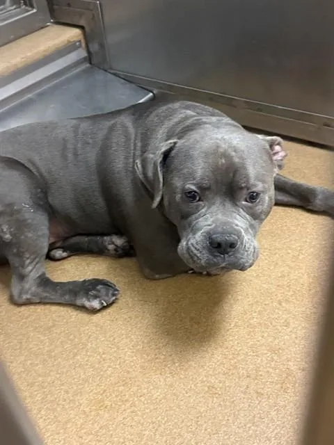 An adult large-sized male Pit Bull Terrier dog named Koa for adoption in Martinez, CA