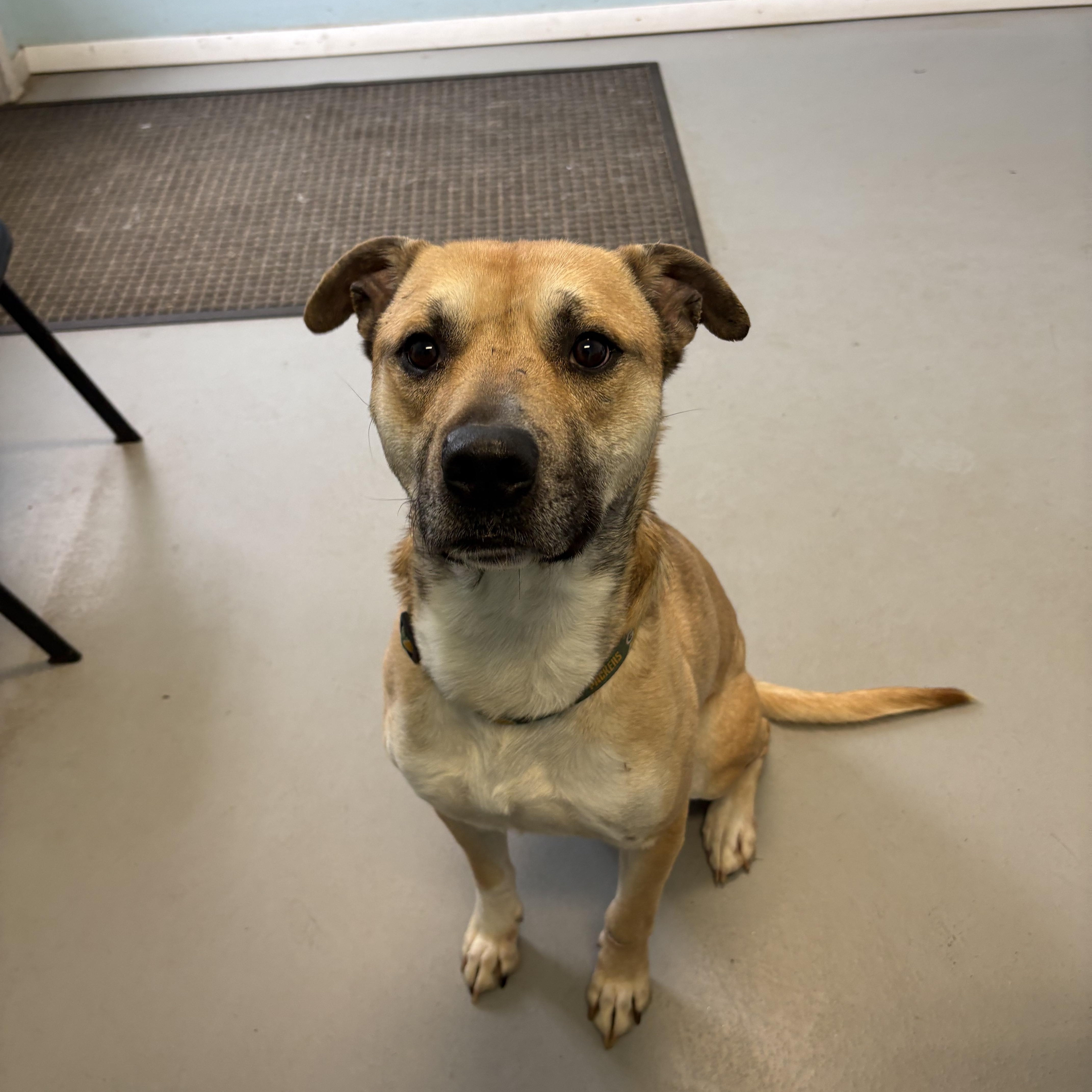 An adult medium-sized male Mixed Breed dog named Cooper for adoption in Big Rapids, MI