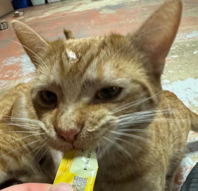 A young medium-sized male Domestic Short Hair cat named Earnhardt for adoption in Olean, NY