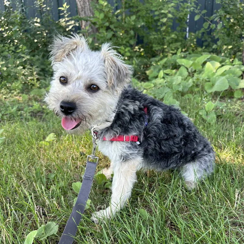 An adult small-sized female Schnauzer dog named Tyra for adoption in Hartland, WI