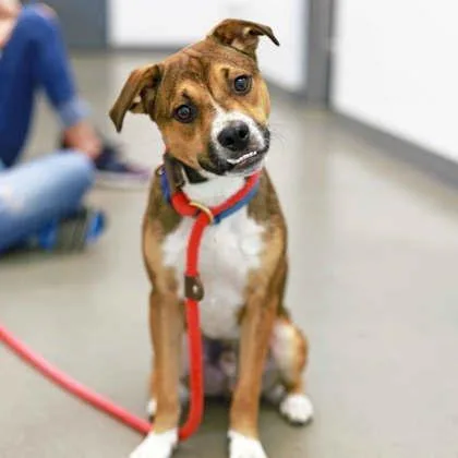 A young small-sized male Yellow / Tan / Blond / Fawn Chihuahua dog named Cagney for adoption in Atlanta, GA