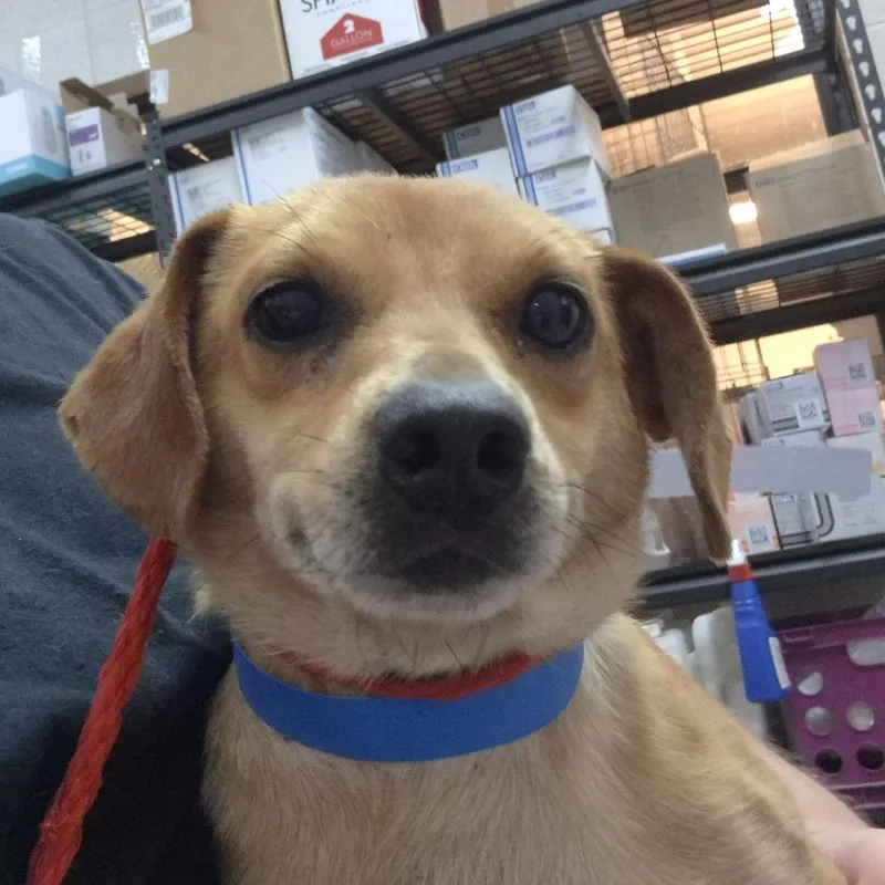 A young small-sized male Brown / Chocolate Chihuahua dog named Brad for adoption in Ardmore, OK
