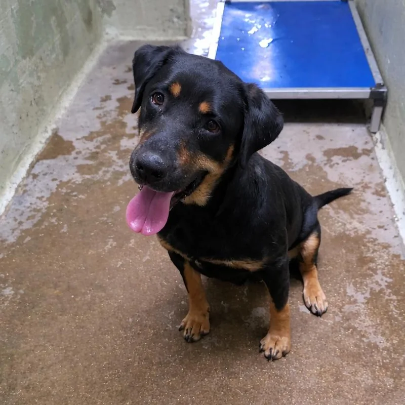 An adult large-sized female Black Rottweiler dog named Soup for adoption in Eureka Springs, AR