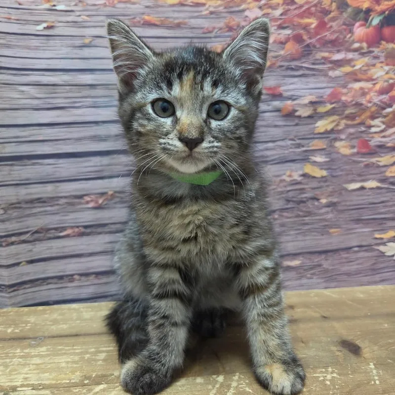 A baby small-sized female Tortoiseshell Domestic Short Hair cat named Dot for adoption in Normal, IL