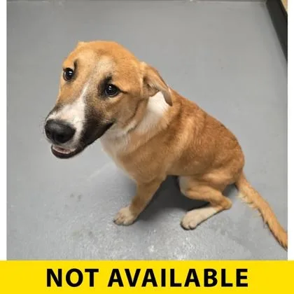 A young large-sized male Mixed Breed dog named Crater Lake for adoption in Eugene, OR