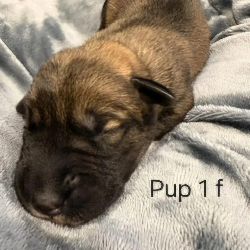 A baby medium-sized female Brown / Chocolate Hound dog named Cammie pup Violet for adoption in Fairfax Station, VA