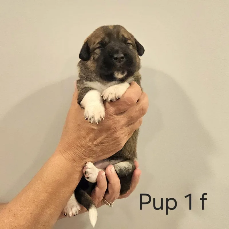 Cammie pup Violet thumbnail 2